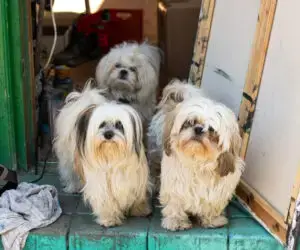Chili Sativa Kiki standing in our front door way shih tzu dog mix puppy puppydog christiania dog